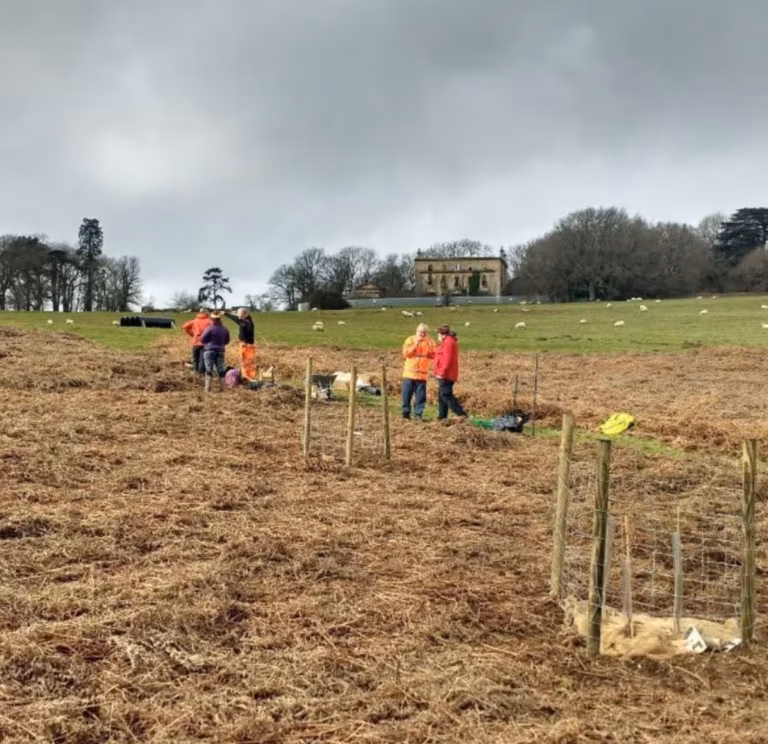 Green Gathering - planting the grove